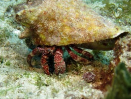 IMG 8893 White Spotted Hermet Crab